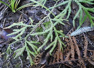 Lycopodium volubile 11.jpg