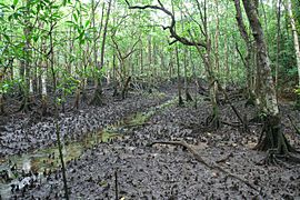 Mangrove in Queensland, Australia