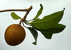 Manilkara zapota - Nispero fruit and leaves 02.jpg