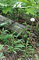 Marshallia obovataPCCA20060525-3921A
