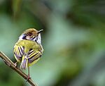 Archivo:Myiornis auricularis