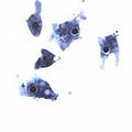 Naegleria trophA