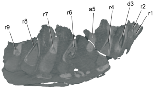 Archivo:Nanuqsaurus dentary