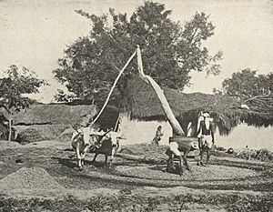 Archivo:Old-fashioned Indian Sugar=cane Press
