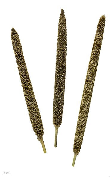 Pennisetum glaucum MHNT.BOT.2013.22.56