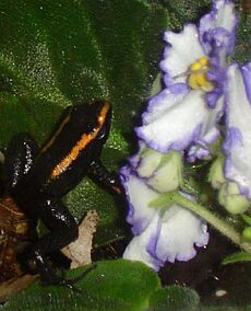 Archivo:Phyllobates Aurotaenia Red & Violets