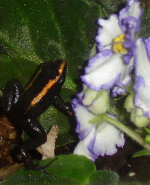 Phyllobates Aurotaenia Red & Violets