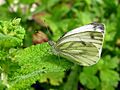Pieris Napi GDFL Bolboreta
