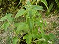 Planta peperina