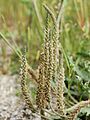 Plantago coronopus (flowers)