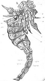 Archivo:Pocock, The Scottish Silurian Scorpion pl. 19