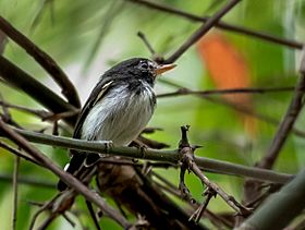 Poecilotriccus capitalis - Black-and-white Tody-Flycatcher (male); Parauapebas, Para, Brazil.jpg