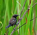 Sao Paulo Antwren (male) -Sao Paulo, Brazil