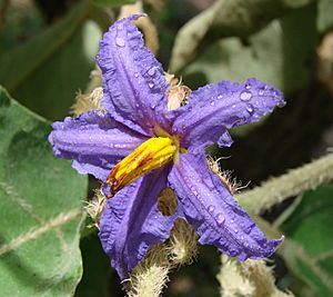 Solanum lycocarpum flower.jpg