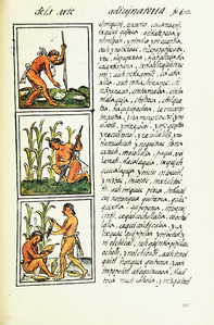 The Digital Edition of the Florentine Codex Book 1 0640 Seeding, tilling and harvesting maize