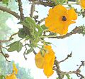 Uncarina grandidieri1
