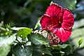 VBG DSC0876 (8708802775)