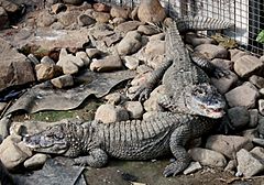 Archivo:2011 China-Alligator 0491
