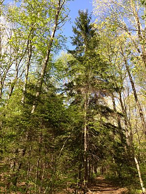 Archivo:2013-05-06 16 43 10 Red Spruce along the Swamp Trail in Jenny Jump State Forest