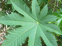 Archivo:A view-Castor oil plant leaf