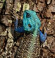 Acanthocercus cyanocephalus 86945442