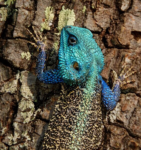 Acanthocercus cyanocephalus 86945442