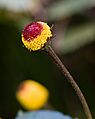 Acmella oleracea Grugapark
