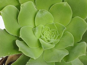 Aeonium canariense PICT031.jpg