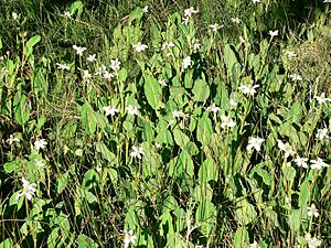 Archivo:Anemopsis californica 2