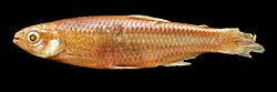 Aphyocharax alburnus (10.3897-zse.94.28201) Figure 2 (cropped).jpg