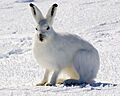 Arctic Hare 1
