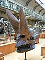 Arsinoitherium zitteli skull