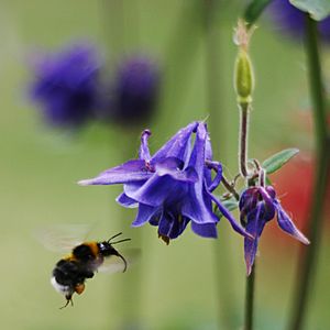Archivo:Bee pollinating Aquilegia vulgaris