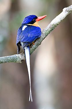 Buff breasted paradise kingfisher.jpg