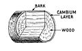 Cambium (PSF)
