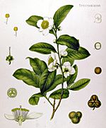 Archivo:Camellia sinensis - Köhler–s Medizinal-Pflanzen-025
