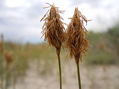 Archivo:Carex douglasii (5123663561)