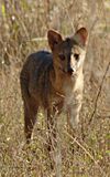 Cerdocyon thous MG 9507.jpg