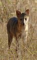 Cerdocyon thous MG 9507