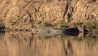 Cocodrilo del Nilo (Crocodylus niloticus), parque nacional Kruger, Sudáfrica, 2018-07-26, DD 11