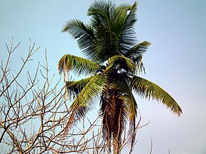 Archivo:Coconut tree from Kerala