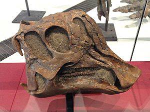 Archivo:Corythosaurus cauarius, juvenile skull and jaws, Dinosaur Provincial Park, Alberta, Canada, Late Cretaceous - Royal Ontario Museum - DSC00025