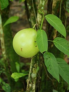 Archivo:Crescentia cujete (fruit and foilage)