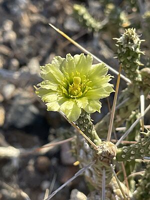 Archivo:Cylindropuntia ramosissima 30