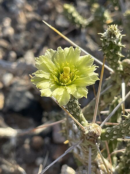 Cylindropuntia ramosissima 30