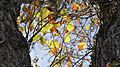 ElmLeaves