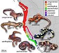 Ensatina eschscholtzii ring species