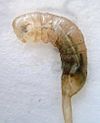 Archivo:Eristalis tenax larva close