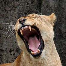 Archivo:Female Lion