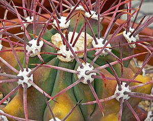 Archivo:Ferocactus covillei 2